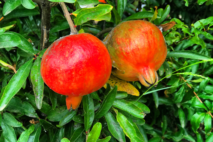 Pomegranate